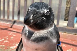 什麼都有就是沒客人《野生動物園的自虐宣傳》拜託大家來看企鵝表演吧…… 什麼都有就是沒客人《野生動物園的自虐宣傳》拜託大家來看企鵝表演吧……