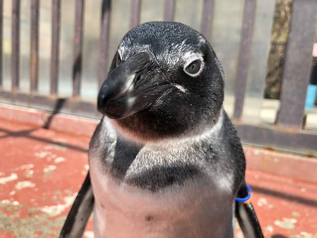 什麼都有就是沒客人《野生動物園的自虐宣傳》拜託大家來看企鵝表演吧…… 什麼都有就是沒客人《野生動物園的自虐宣傳》拜託大家來看企鵝表演吧……
