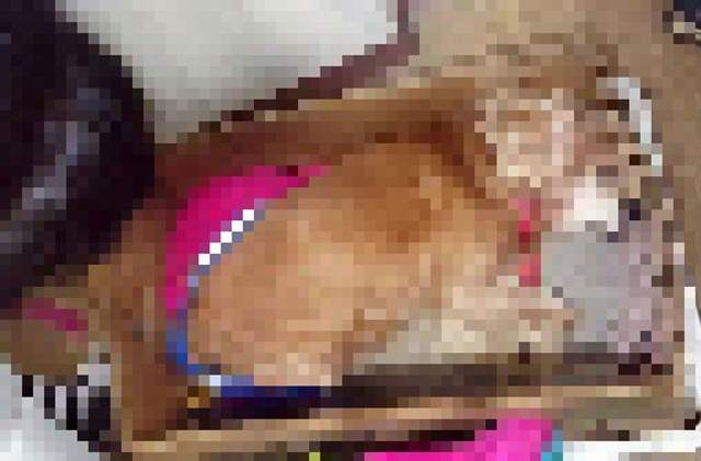 太過份《把生病的狗丟進垃圾袋》只因為不忍看到牠生病的樣子...... 太過份《把生病的狗丟進垃圾袋》只因為不忍看到牠生病的樣子......