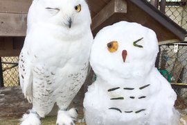 《動物園奇蹟萌照》貓頭鷹可愛的眨眼表情竟然跟雪人完全一致❤ 《動物園奇蹟萌照》貓頭鷹可愛的眨眼表情竟然跟雪人完全一致❤