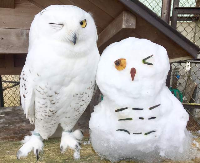 《動物園奇蹟萌照》貓頭鷹可愛的眨眼表情竟然跟雪人完全一致❤ 《動物園奇蹟萌照》貓頭鷹可愛的眨眼表情竟然跟雪人完全一致❤