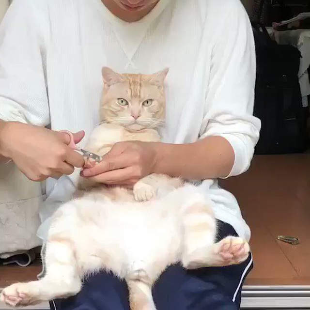 《霸氣剪指甲的貓》完全顛覆飼主常識的超強王者現身! 《霸氣剪指甲的貓》完全顛覆飼主常識的超強王者現身!