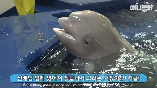 一吃醋就吐水《吃醋白鯨》吃的不是其他白鯨的醋而是飼育員的醋w 一吃醋就吐水《吃醋白鯨》吃的不是其他白鯨的醋而是飼育員的醋w