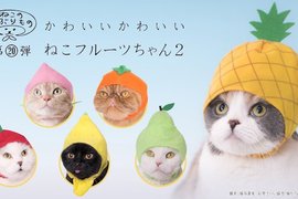 出不完的貓咪頭套《貓野菜第2彈水果頭套》貓主子來~幫你戴上新帽帽Σ( Φ ω Φ ).... 出不完的貓咪頭套《貓野菜第2彈水果頭套》貓主子來~幫你戴上新帽帽Σ( Φ ω Φ )....