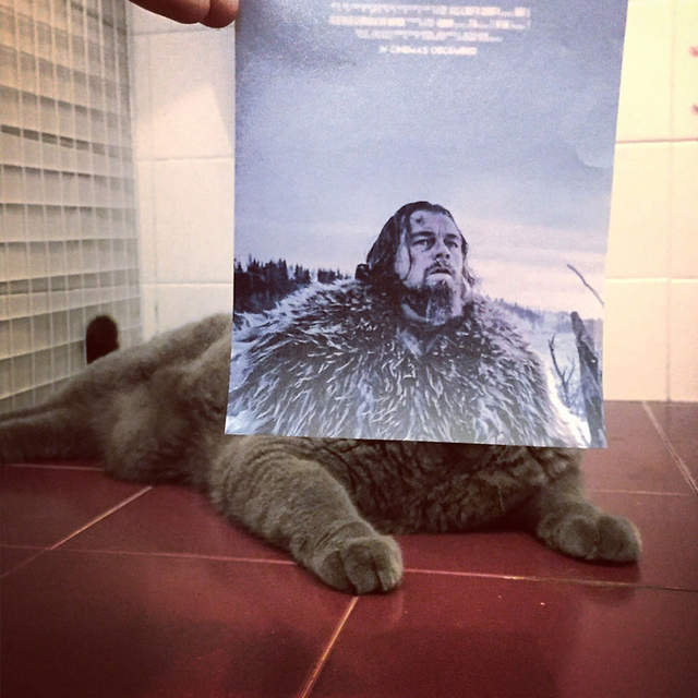 超逗趣《貓與電影海報結合的錯位照》電影看起來變可愛了呢～