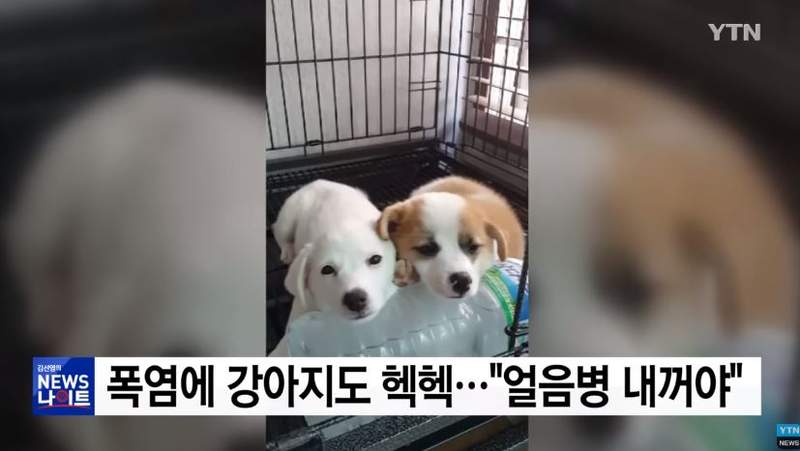 夏天真的太熱了ಥ﹏ಥ《狗狗爭相躺結冰水》畫面超療癒