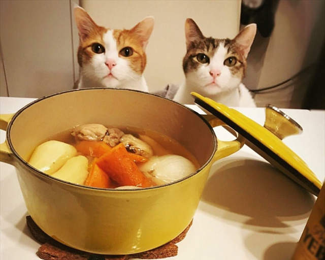《人貓一起分食的鮮食食譜》上桌的料理全都能和貓咪一起享用