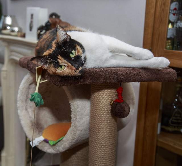 我的奴才真聰明《替貓做了專屬通道》家裡貓狗於不用再吵架了 我的奴才真聰明《替貓做了專屬通道》家裡貓狗於不用再吵架了