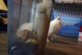 《垃圾桶裡的烏骨雞》被同居"雞"熱烈追求的結果是...... 《垃圾桶裡的烏骨雞》被同居"雞"熱烈追求的結果是......