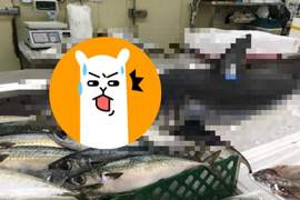 魚販攤位驚見《神秘魚貨》網友表示:這條誰敢買回去阿... 魚販攤位驚見《神秘魚貨》網友表示:這條誰敢買回去阿...