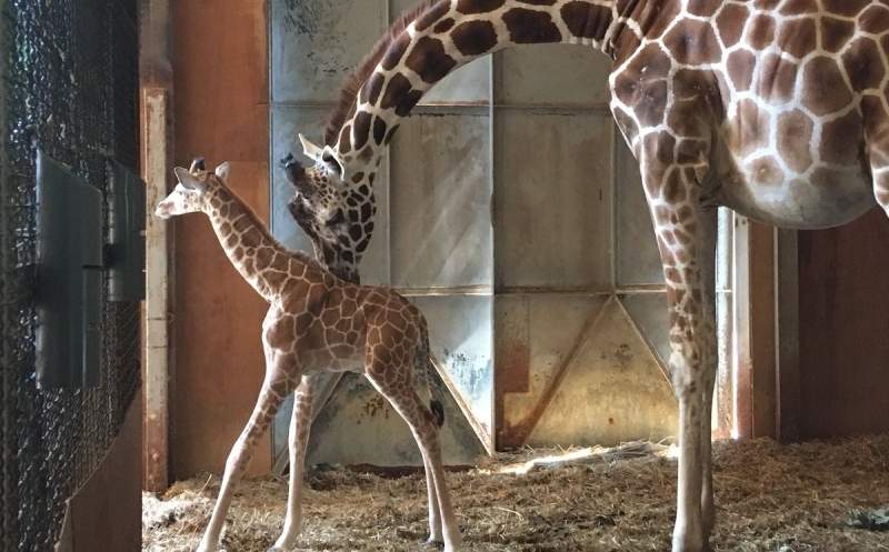 【推特瘋傳】出生還沒滿1個月《長頸鹿寶寶》的喝水初體驗,反應簡直太可愛啦❤(´∀` )人 【推特瘋傳】出生還沒滿1個月《長頸鹿寶寶》的喝水初體驗,反應簡直太可愛啦❤(´∀` )人