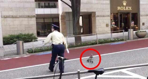 超暖心《日本警衛幫助鴨鴨母子過馬路》網友大讚東京也是很有人情味的嘛w 超暖心《日本警衛幫助鴨鴨母子過馬路》網友大讚東京也是很有人情味的嘛w