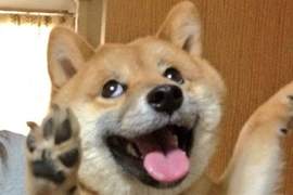 柴犬派站出來♥《柴犬的魅力不輸月月》到底是柴柴比較憨還是月月呢? 柴犬派站出來♥《柴犬的魅力不輸月月》到底是柴柴比較憨還是月月呢?