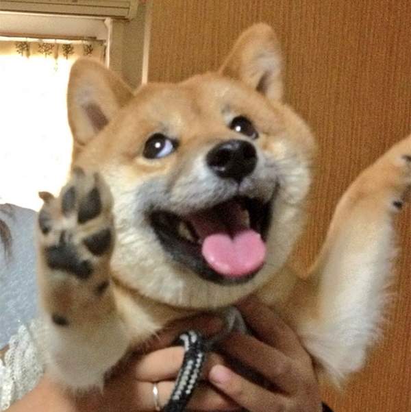 柴犬派站出來♥《柴犬的魅力不輸月月》到底是柴柴比較憨還是月月呢? 柴犬派站出來♥《柴犬的魅力不輸月月》到底是柴柴比較憨還是月月呢?