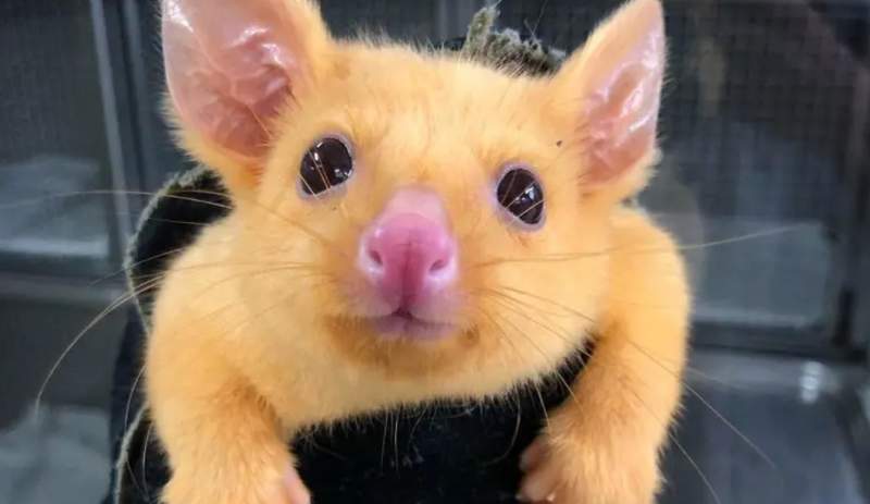 捕獲真實版《皮卡丘》？基因突變的澳洲袋貂渾身金色毛絨絨超可愛，獸醫：「就叫皮卡丘吧」