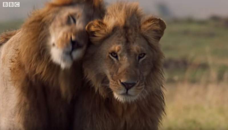 【有片】BBC《野生動物紀錄片》落單雄獅遭20多隻鬣狗圍攻,好基友霸氣登場救援帥爆啦 【有片】BBC《野生動物紀錄片》落單雄獅遭20多隻鬣狗圍攻,好基友霸氣登場救援帥爆啦