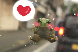 開車趣聞《小青蛙趴在擋風玻璃上》深情緩緩的看著車主...你捨得開雨刷嗎? 開車趣聞《小青蛙趴在擋風玻璃上》深情緩緩的看著車主...你捨得開雨刷嗎?