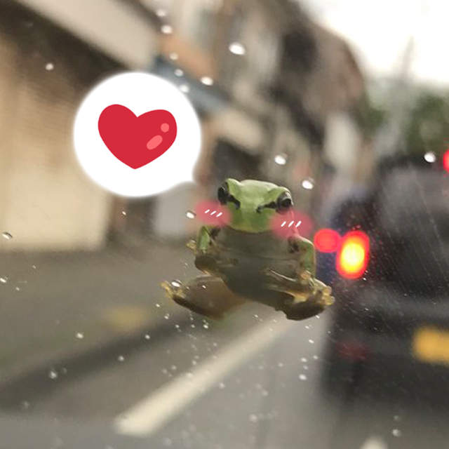 開車趣聞《小青蛙趴在擋風玻璃上》深情緩緩的看著車主...你捨得開雨刷嗎？