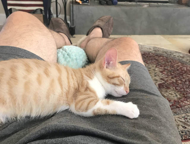 沒有無法征服的貓奴 只是還沒碰到對的那隻貓...