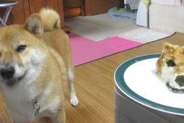 飼主試著做愛犬的《柴犬蘿蔔泥》超可愛還原柴柴的模樣 飼主試著做愛犬的《柴犬蘿蔔泥》超可愛還原柴柴的模樣