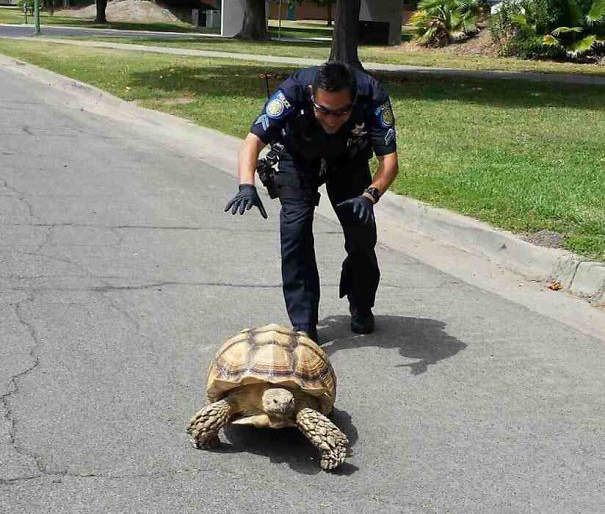 《警察的歡樂SNS》這些人民褓母的專長是搞笑w 《警察的歡樂SNS》這些人民褓母的專長是搞笑w