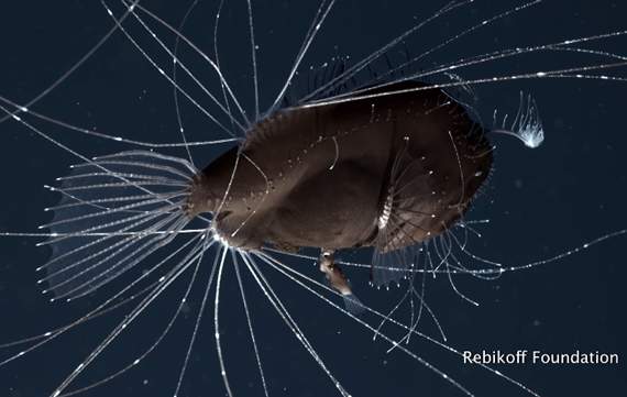 好浪漫《鮟鱇魚的特殊性關係》永不變心❤成為她專屬的精子製造機