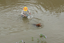 《惡劣環境下也要散步的狗狗》就算淹水了也不能放棄神聖的散步時間 《惡劣環境下也要散步的狗狗》就算淹水了也不能放棄神聖的散步時間
