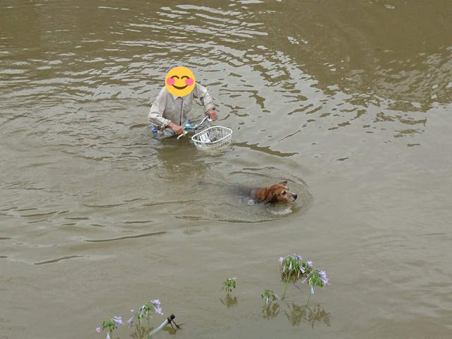 《惡劣環境下也要散步的狗狗》就算淹水了也不能放棄神聖的散步時間 《惡劣環境下也要散步的狗狗》就算淹水了也不能放棄神聖的散步時間