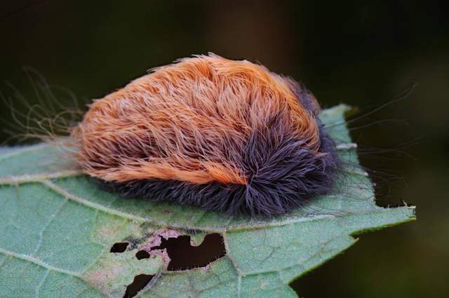 《擁有著可怕劇毒的貓毛蟲》外表看似可愛~但摸了可是痛到骨子裡 《擁有著可怕劇毒的貓毛蟲》外表看似可愛~但摸了可是痛到骨子裡