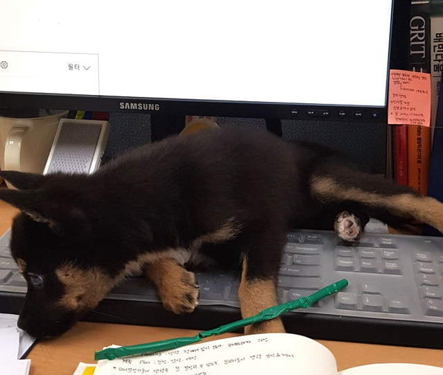 每天最期待就是午餐《當狗狗也成為上班族》賣萌成為工作時.... 每天最期待就是午餐《當狗狗也成為上班族》賣萌成為工作時....