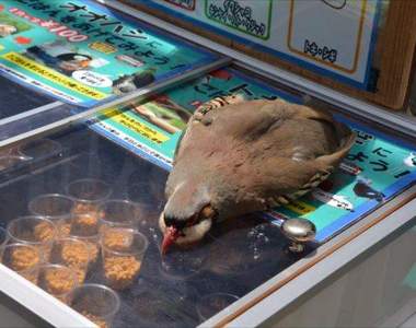 除了貓派我們還有鳥派《超熱門鳥文章排名》原來牠們賣萌更可愛 除了貓派我們還有鳥派《超熱門鳥文章排名》原來牠們賣萌更可愛