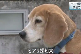 台灣來的汪明星《紅火蟻偵測犬出國秀特技》日本網友直呼超可愛…… 台灣來的汪明星《紅火蟻偵測犬出國秀特技》日本網友直呼超可愛……