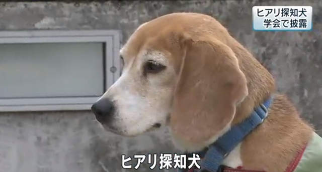 台灣來的汪明星《紅火蟻偵測犬出國秀特技》日本網友直呼超可愛…… 台灣來的汪明星《紅火蟻偵測犬出國秀特技》日本網友直呼超可愛……