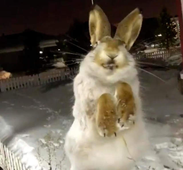 哈薩克發現《兔子零下56度被凍成標本》一整隻看起來就像活的一樣