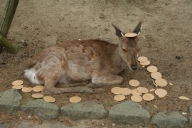 是愛還是害?《奈良鹿營養不良的真相》其實「鹿仙貝」多食無益… 是愛還是害?《奈良鹿營養不良的真相》其實「鹿仙貝」多食無益…