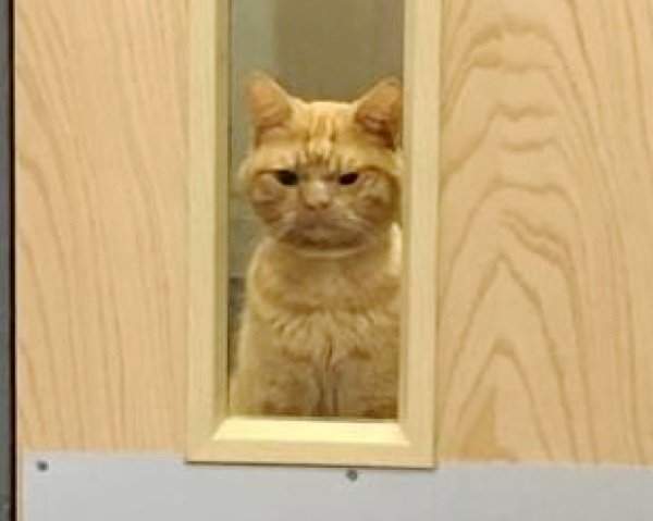 英國《不爽貓2.0》求領養 7PUPU樣子有成為網紅潛力