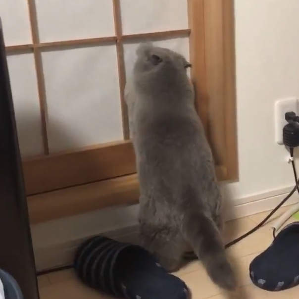 《貓版矛盾大對決》破紙門喵妖怪VS號稱不會破的超強門片