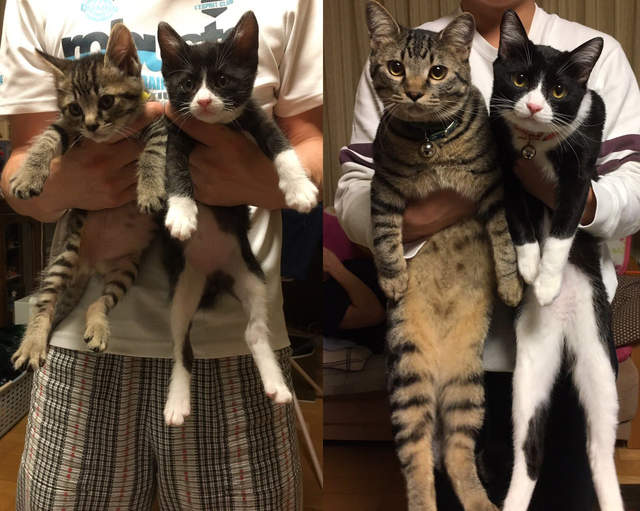 《小貓的Before & After》不光只有身體長大就連態度也變大牌了ww 《小貓的Before & After》不光只有身體長大就連態度也變大牌了ww