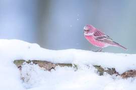 絕美《野鳥攝影師拍攝rosefinch寫真》宛如雪地綻放的一朵粉薔薇 絕美《野鳥攝影師拍攝rosefinch寫真》宛如雪地綻放的一朵粉薔薇