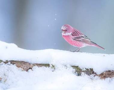 絕美《野鳥攝影師拍攝rosefinch寫真》宛如雪地綻放的一朵粉薔薇 絕美《野鳥攝影師拍攝rosefinch寫真》宛如雪地綻放的一朵粉薔薇
