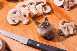 藏在食物裡的貓咪《Cats In Food》奴才們有找到你家貓大人嗎? 藏在食物裡的貓咪《Cats In Food》奴才們有找到你家貓大人嗎?