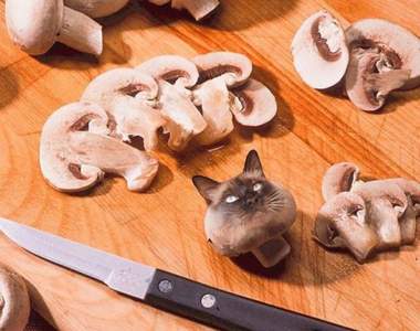 藏在食物裡的貓咪《Cats In Food》奴才們有找到你家貓大人嗎? 藏在食物裡的貓咪《Cats In Food》奴才們有找到你家貓大人嗎?