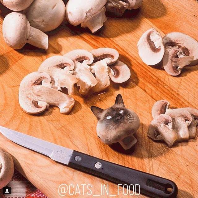 藏在食物裡的貓咪《Cats In Food》奴才們有找到你家貓大人嗎? - 圖片1 藏在食物裡的貓咪《Cats In Food》奴才們有找到你家貓大人嗎? - 圖片1