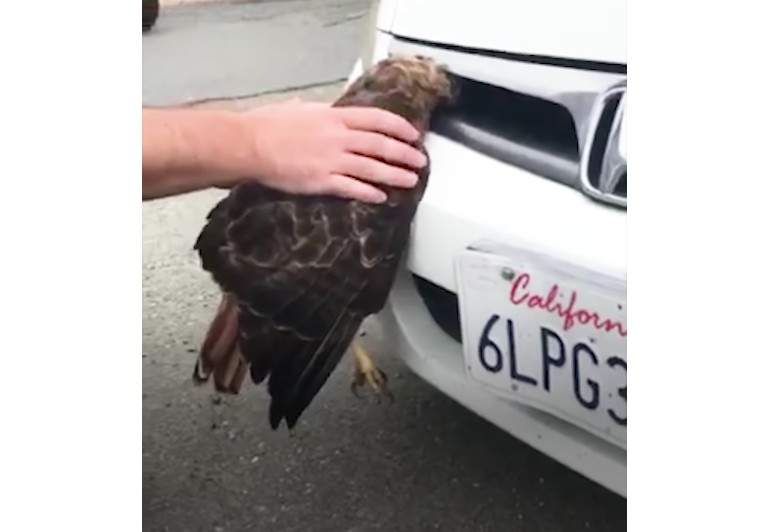 撞上時速90公里的車《卡在車頭的老鷹》請問你還活著嗎...