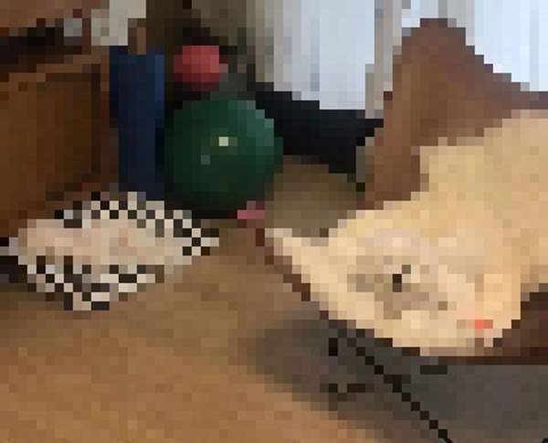 這畫面太可愛《歪掉的比熊犬》不會可怕反而萌的不可思議