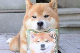 《無口系柴犬》Ryuji九月推出首本全彩寫真集 《無口系柴犬》Ryuji九月推出首本全彩寫真集