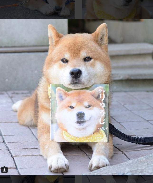 《無口系柴犬》Ryuji九月推出首本全彩寫真集