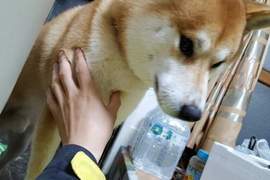 飼主分享《柴犬飼養記錄》第一個月跟第三十個月差很大w 飼主分享《柴犬飼養記錄》第一個月跟第三十個月差很大w