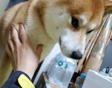 飼主分享《柴犬飼養記錄》第一個月跟第三十個月差很大w 飼主分享《柴犬飼養記錄》第一個月跟第三十個月差很大w