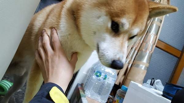 飼主分享《柴犬飼養記錄》第一個月跟第三十個月差很大w 飼主分享《柴犬飼養記錄》第一個月跟第三十個月差很大w